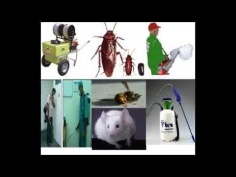 شركة مكافحة النمل الابيض بالرياض – شركة رش مبيدات بالرياض ا0501358939  شركة زهرة اللوتس