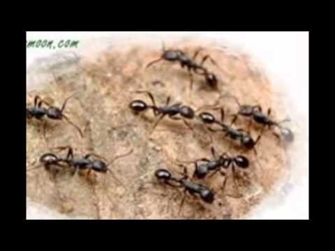 شركة مكافحة النمل الابيض بالرياض – شركة رش مبيدات بشرق الرياض 0541863669 , شركة رش مبيدات شرق الرياض