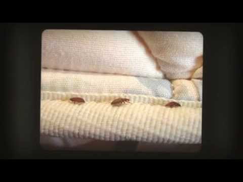 شركة مكافحة النمل الابيض بالرياض – شركة رش مبيدات بالرياض – شركة كوالتي للخدمات المنزلية