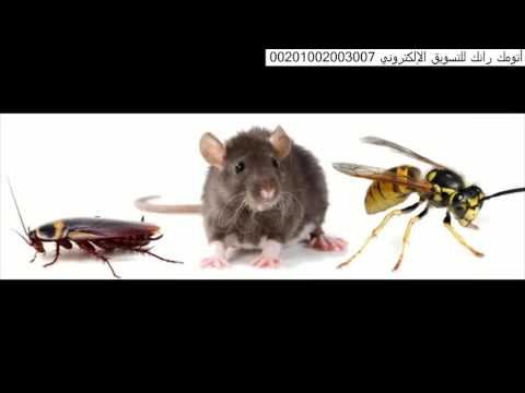 شركة مكافحة النمل الابيض بالرياض – شركة رش مبيد حشرى بالرياض 0551128002