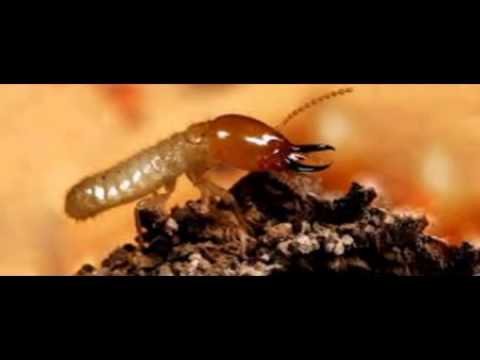 شركة مكافحة النمل الابيض بالرياض – شركة رش دفان بالرياض0541863669شركة مكافحة حشرات ومكافحة النمل الابيض ورش مبيدات بالرياض